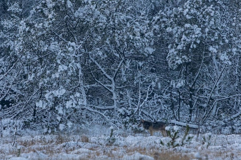 I'm already stowing away my camera when an 8-month-old wolf pup (Canis lupus) appears in the wintry clearing in the forest, winter, snow, cold, winter landscape, Denmark