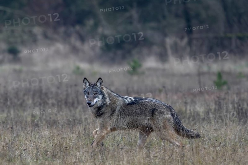 This wolf (Canis lupus) is one of the most beautiful specimens of this species that I have observed so far, shy, fearful, sceptical, insecure, Denmark