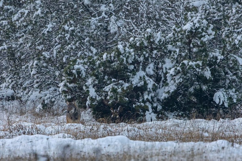Mice exert a magical attraction on the 8-month-old wolf pup (Canis lupus), I cannot observe a successful hunting attempt, winter, snow, cold, winter landscape, Denmark