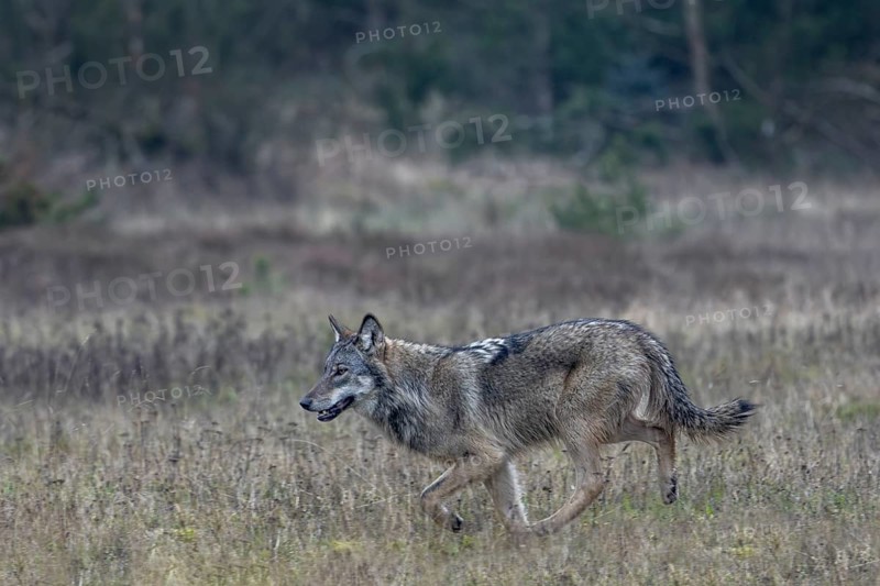 Running study of the wolf (Canis lupus) at a trot, shy, anxious, sceptical, insecure, Denmark