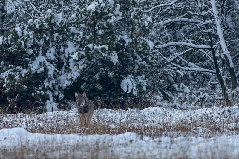 Slowly the 8-month-old wolf pup (Canis lupus) wanders into the forest meadow, all his attention is focussed on the mice under the snow cover, winter, snow, cold, winter landscape, Denmark