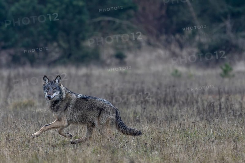 One last look from the wolf (Canis lupus) and a short time later it has disappeared into the forest, shy, fearful, sceptical, insecure, Denmark