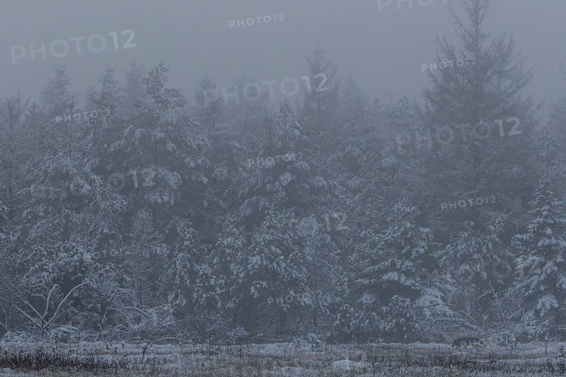 A last look at the wolf pup (Canis lupus), a little later it will have disappeared into the forest, winter, snow, cold, winter landscape, Denmark