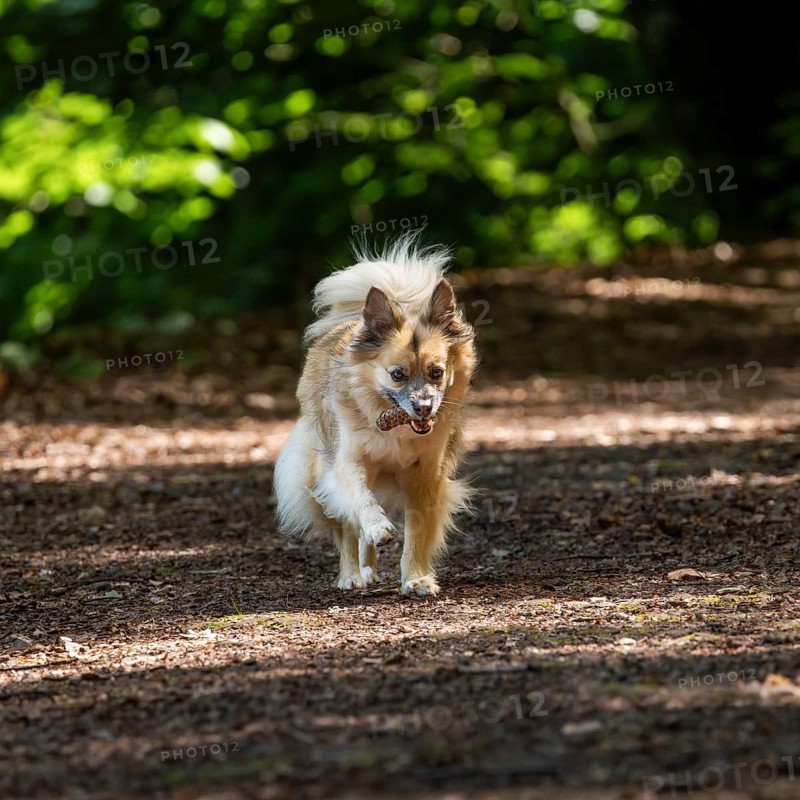Dog, mixed breed, runs