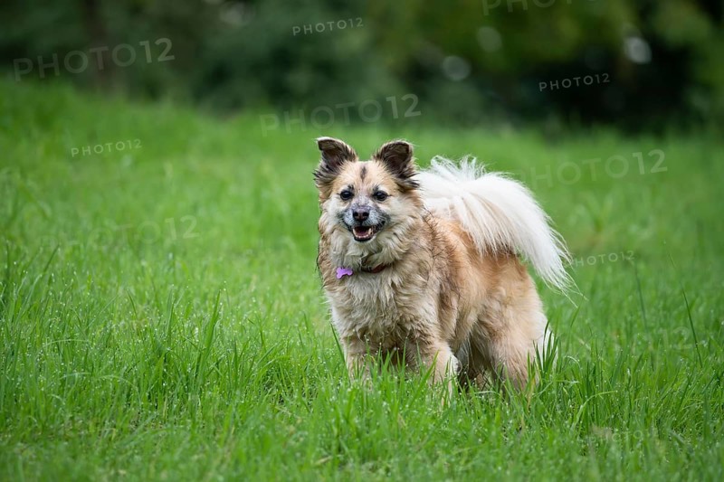 Dog, mixed breed, in a meadow