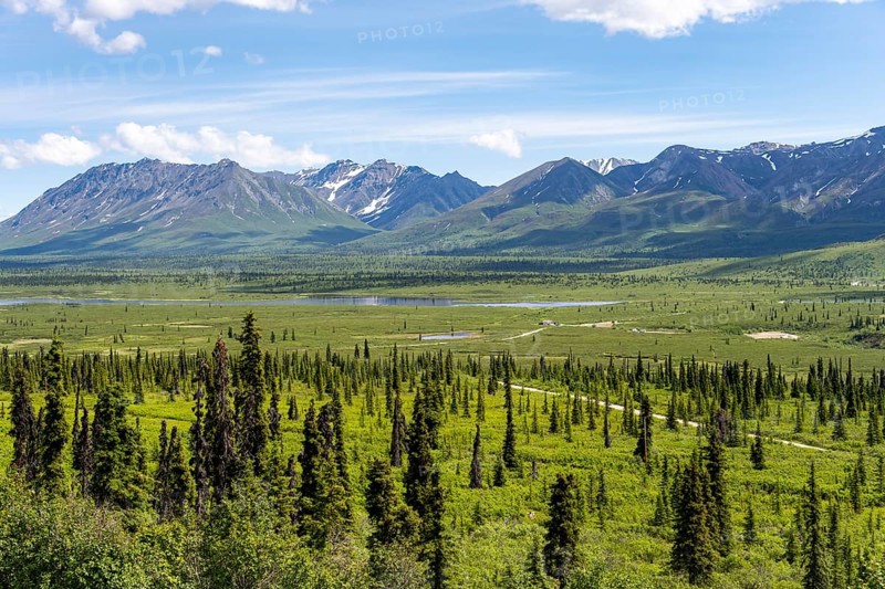 Taiga and tundra in front of mountain landscape, picturesque landscape, Glenn Highway, Alaska, USA