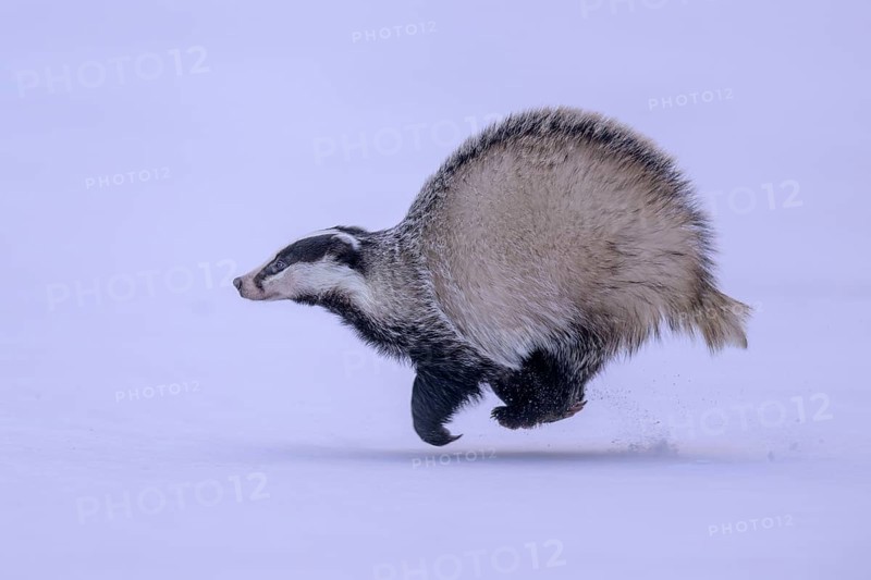European badger (Meles meles), running in a snowy landscape, Swabian Alb biosphere reserve, Baden-Württemberg, Germany