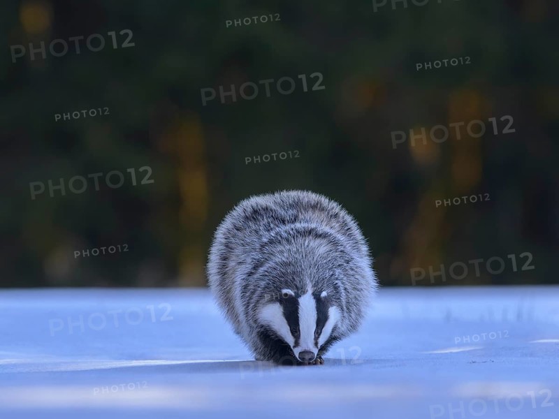 European badger (Meles meles), foraging in a snowy landscape in the last light, Swabian Alb biosphere reserve, Baden-Württemberg, Germany