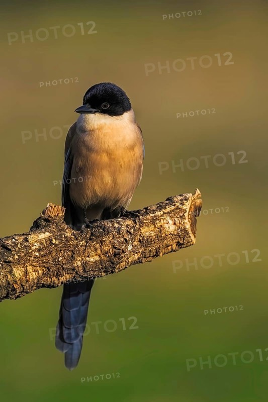 Azure-winged Magpie (Cyanopica cyana) on a cork oak branch, Castilla-La Mancha, Spain