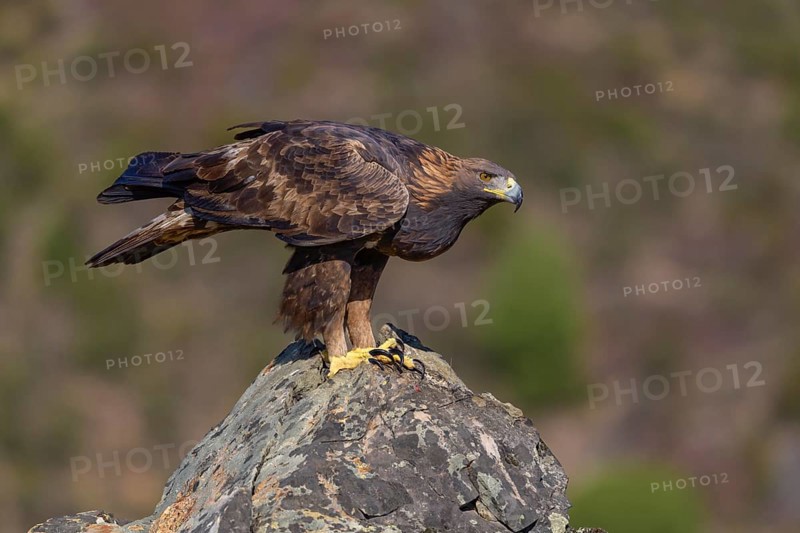 Golden eagle (Aquila chrysaetos), female on a lichen-covered rock, Extremadura, Spain
