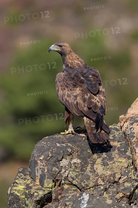 Golden eagle (Aquila chrysaetos), male, Tercel on a lichen-covered rock, Extremadura, Spain