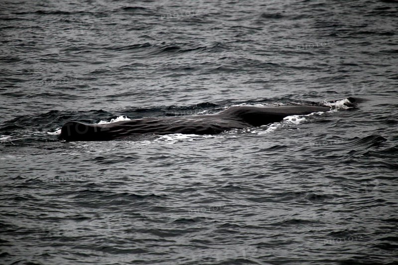 Sighting of a sperm whale on the water surface during a whale watching trip, Vesterålen, Norway