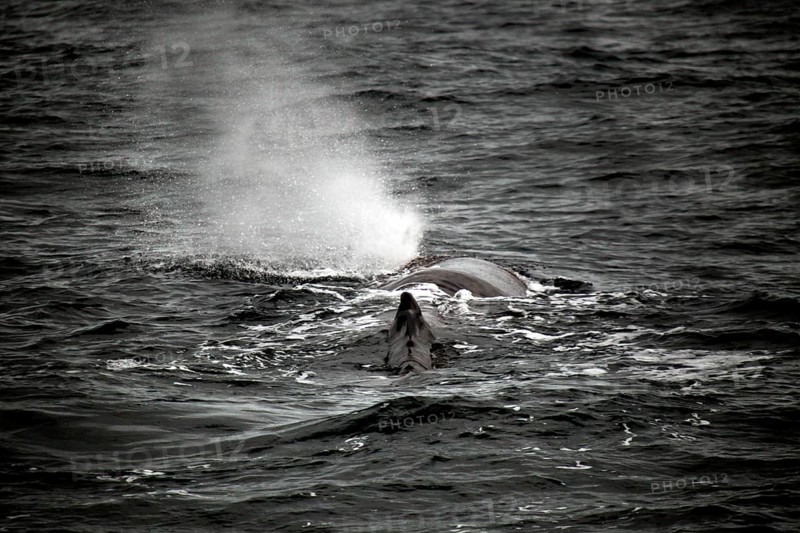 Sperm whale observed during a whale watching trip near Andenes, Vesterålen, Norway