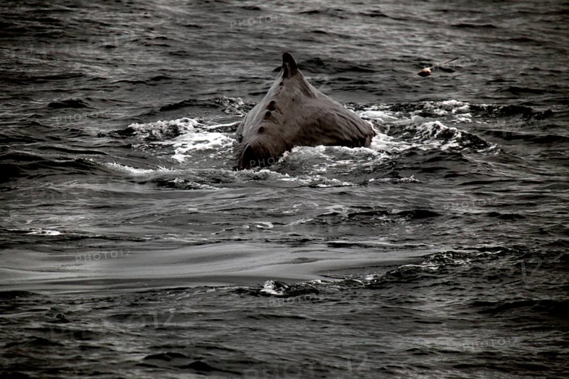 Impressive view of a sperm whale during a whale watching trip, Vesterålen, Norway
