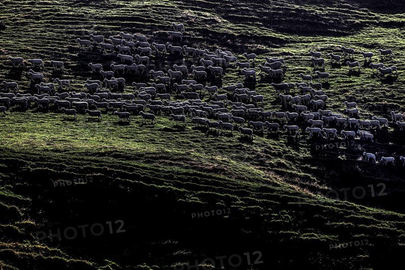Grazing sheep in a meadow near Wharariki Beach, Wharariki Beach, New Zealand