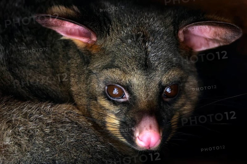 Close-up of a possum with expressive eyes at Wilson Bay Farm, zero