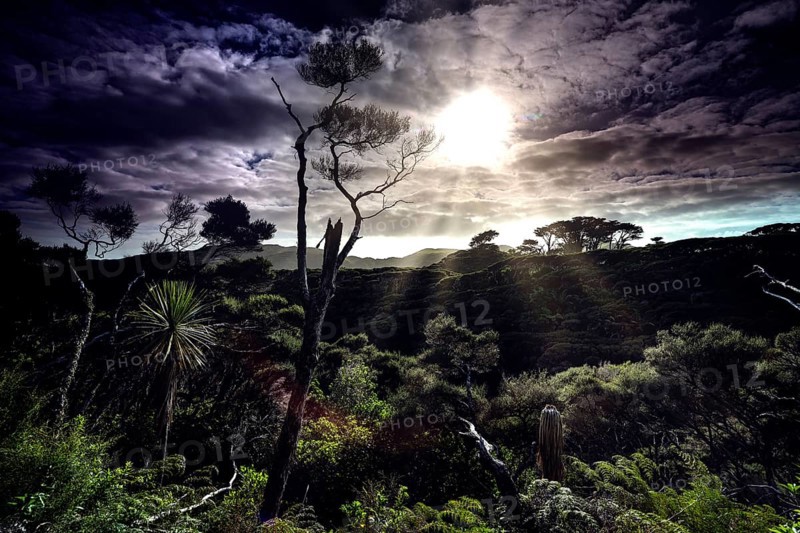 Dramatic landscape with trees and penetrating sunlight on Wharariki Beach, Wharariki Beach, New Zealand
