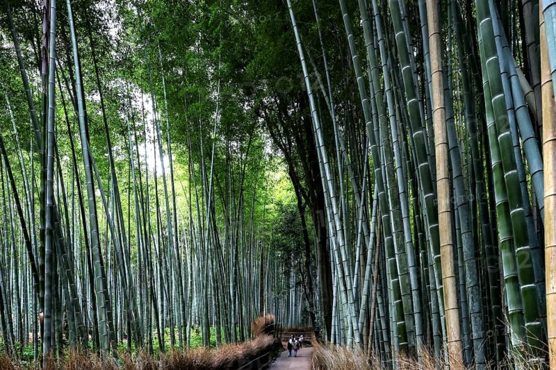 Beautiful bamboo forest in Arashiyama, Kyoto, Japan