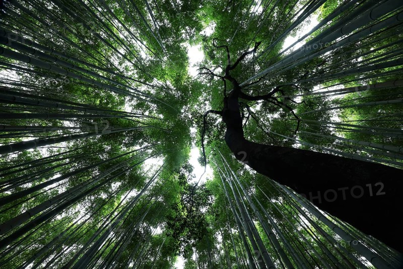 Looking up through the tall bamboo tops in the Arashiyama bamboo forest, Kyoto, Arashiyama, Japan