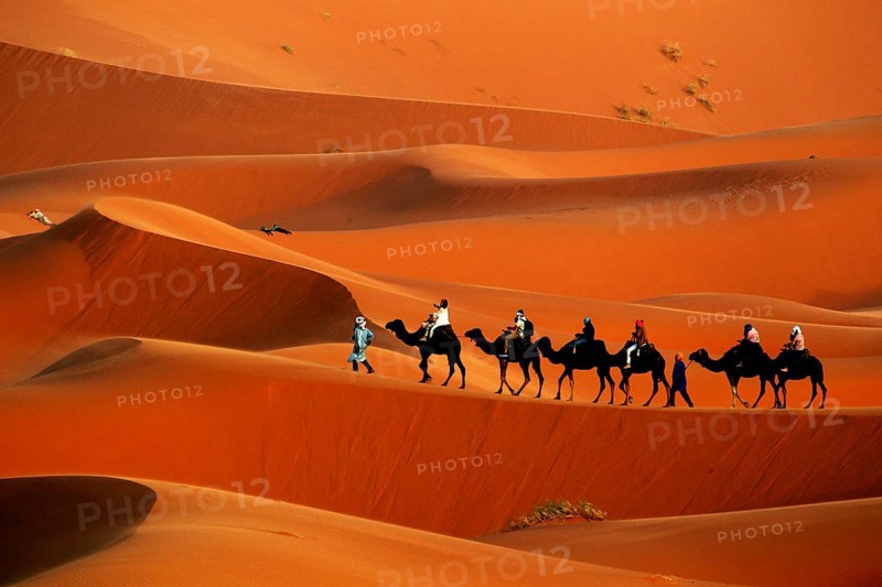 Camel caravan moves through the breathtaking sand dunes of Erg Chebbi in warm sunlight, Erg Chebbi, Morocco