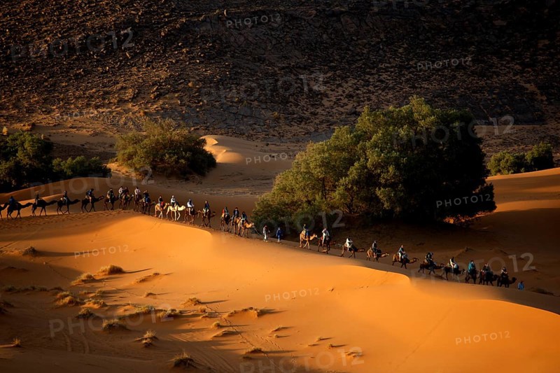 A camel caravan wanders through the sand dunes, illuminated by the low sun, Erg Chebbi, Morocco