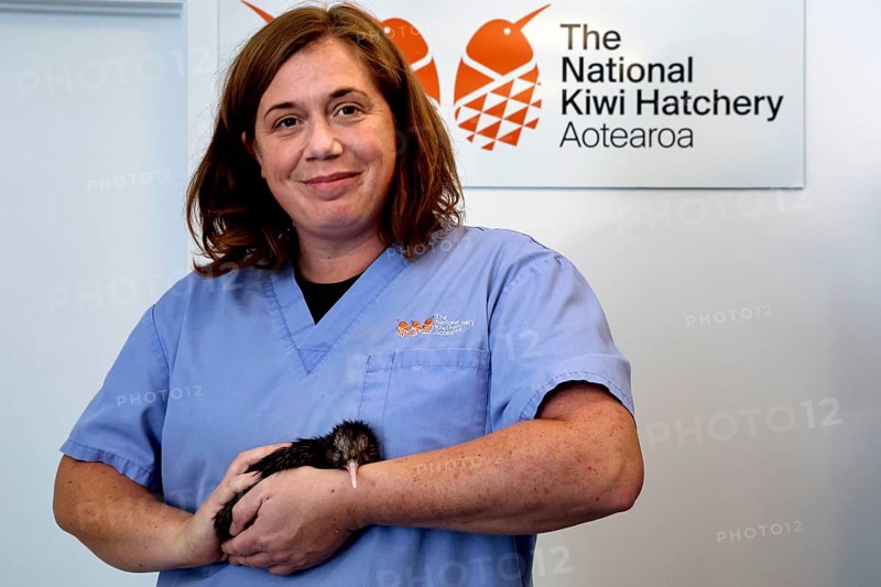 Woman in blue apron carefully holding a small kiwi chick, Rotorua, Bay of Plenty, New Zealand