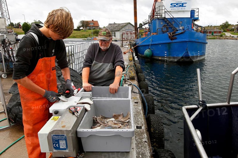 Fishermen process their catch at the harbour with a fishing boat in the background, Herrvik, Gotland, Sweden