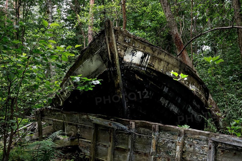 Old fishing boat wreck amidst thick vegetation in the forest, Mazirbe, Latvia