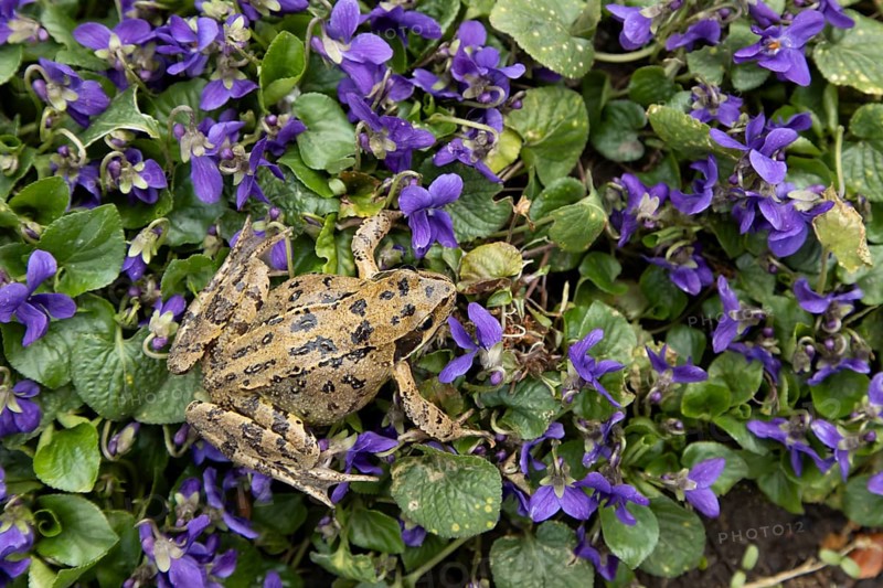 Common frog (Rana temporaria) adult amphibian on garden blue violet flowers in spring, England, United Kingdom