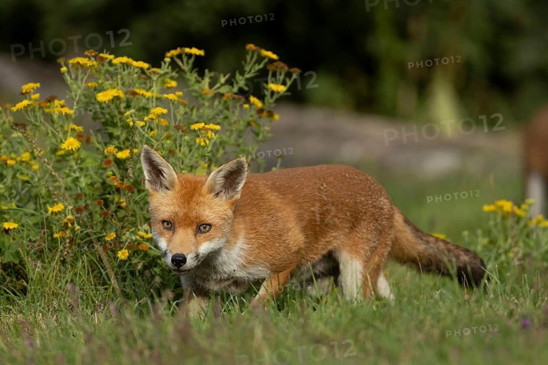 Red fox (Vulpes vulpes) juvenile baby cub animal in countryside grassland with wildflowers in summer, England, United Kingdom