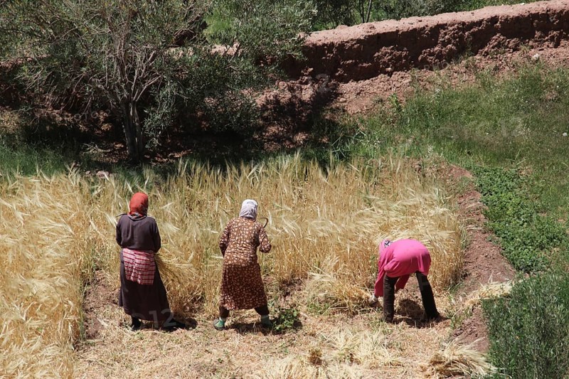 People harvest crops near Ksar Ait Benhaddou, surrounded by green countryside, Ait Benhaddou, Morocco