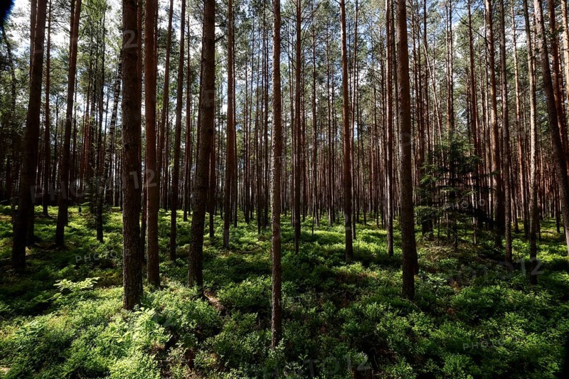 Dense pine forest with sun rays falling through the thick canopy onto the green forest floor, Kemeri National Park, Latvia