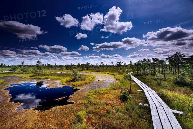 Wooden plank trail leads through swamp landscape with small ponds and sky full of clouds, Kemeri National Park, Latvia