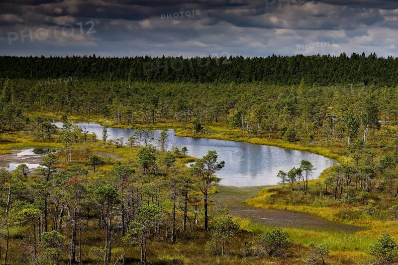 Marsh landscape in Kemeri National Park with lakes and trees, Kemeri National Park, Latvia