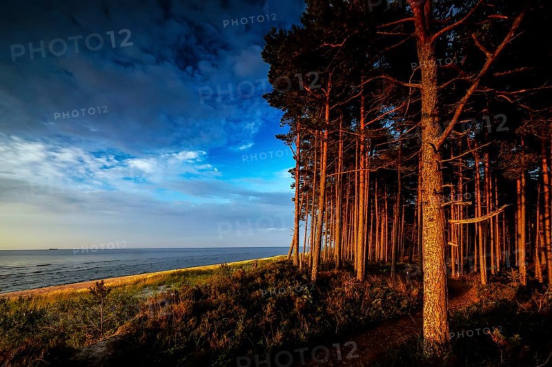Wooded dunes on Kolka beach in sunset light, Kolka, Latvia
