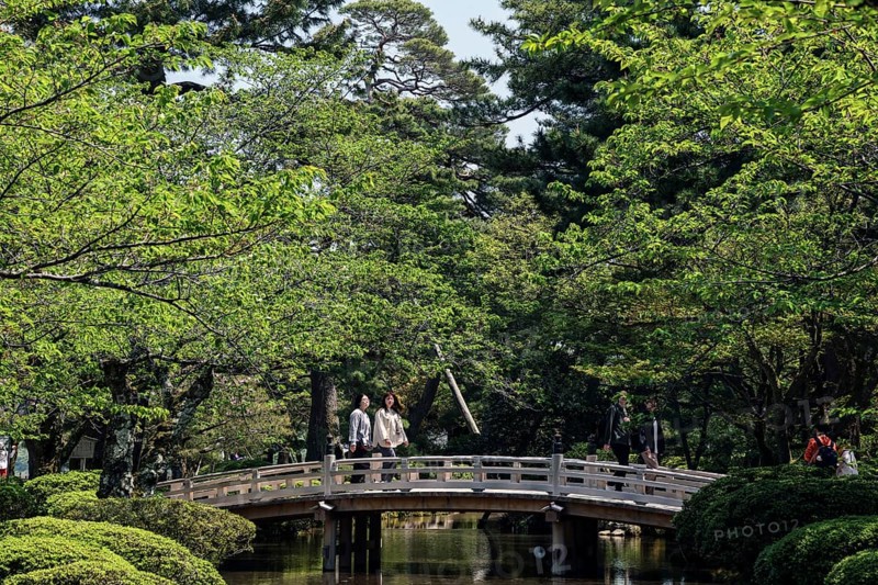 Traditional wooden bridge in Kenrokuen surrounded by green foliage and pond, Kanazawa, Japan