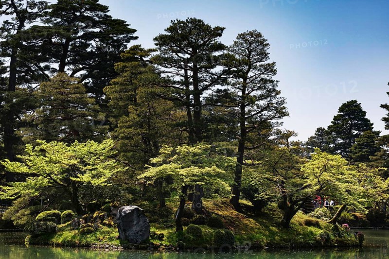 Lush landscape of Kenrokuen Garden in Kanazawa with thick trees and green pond, Kanazawa, Japan