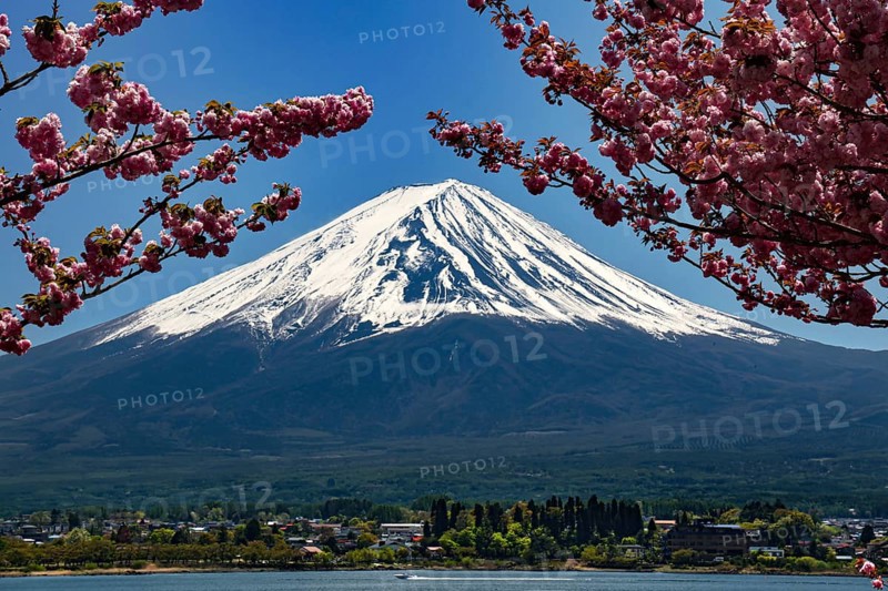 Snow-covered Mount Fuji with blooming cherry trees in Kawaguchi-ko, Kawaguchi-ko, Yamanashi, Japan