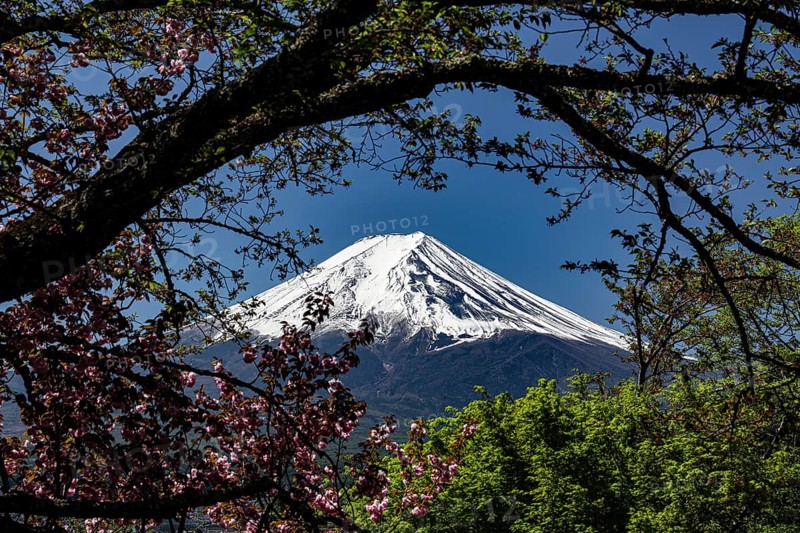 Snow-covered Fujiyama surrounded by blooming cherry trees in clear sky, Fujioshida, Japan