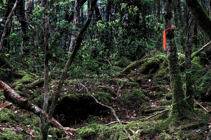 Aokigahara forest with thick undergrowth and moss-covered trees