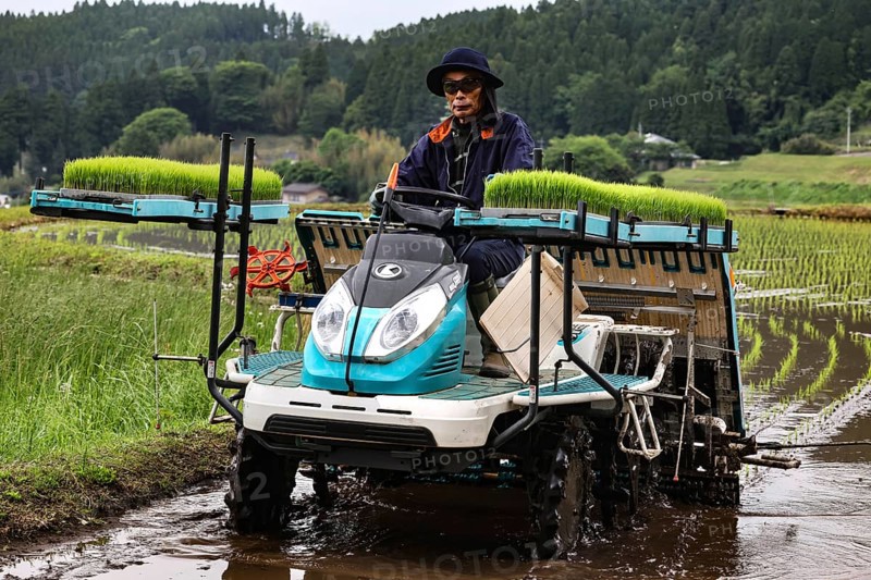 Mechanical planting of rice seedlings in a humid field, Aso, Japan