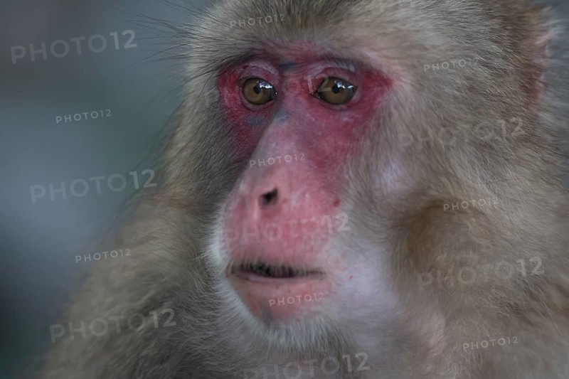 Close-up of a Japanese macaque with expressive face and red colored skin, Beppu, Takasakiya hill, Japan