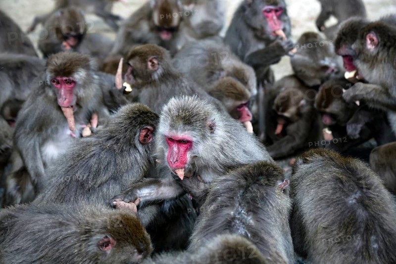 Closely packed Japanese macaques interacting actively while feeding, Beppu, Takasakiya Hill, Japan
