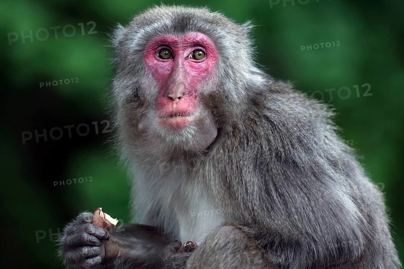 Japanese macaque sitting in natural habitat surrounded by green vegetation, Beppu, Takasakiya hill, Japan