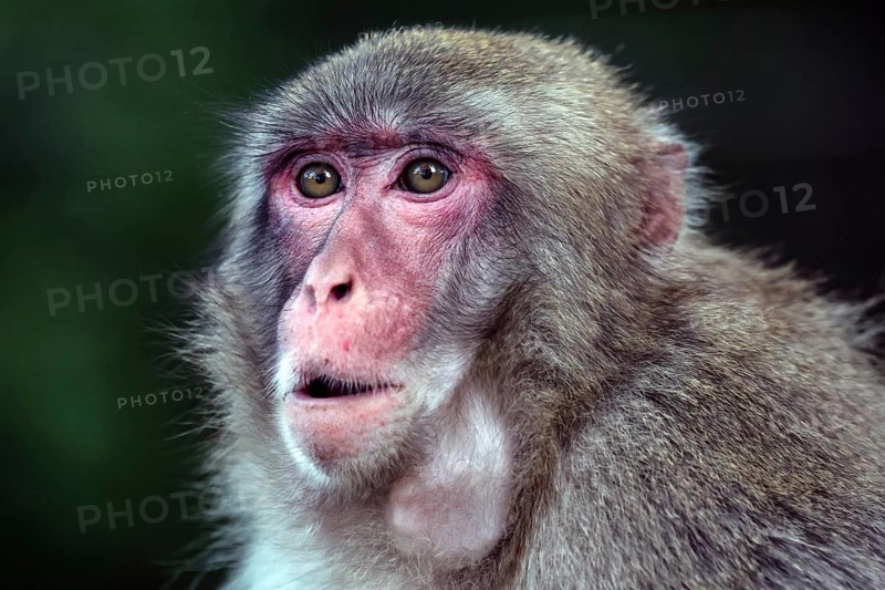 Portrait of a Japanese macaque with an attentive look and detailed fur, Beppu, Takasakiya hill, Japan
