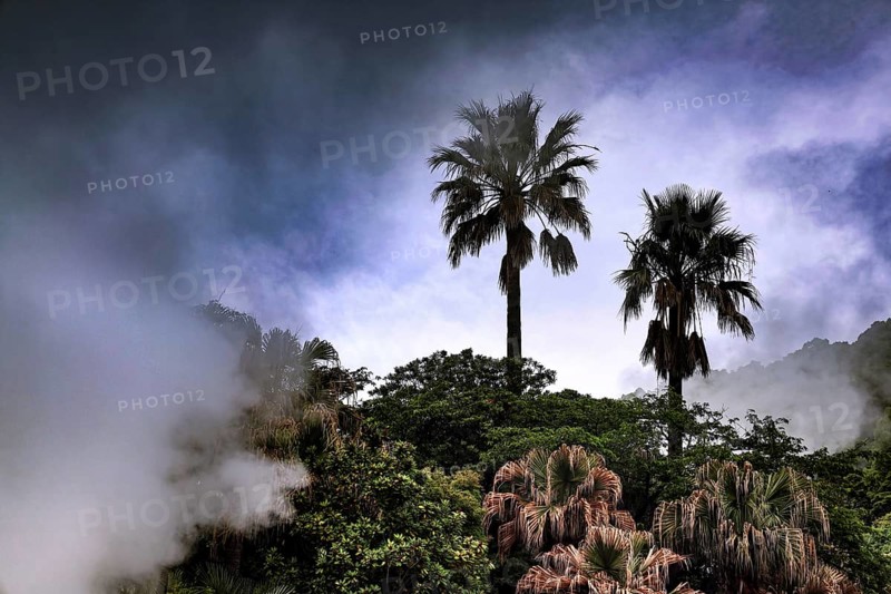 Two palm trees jut out of thick vegetation in a foggy, cloudy sky, Beppu, Oita, Japan