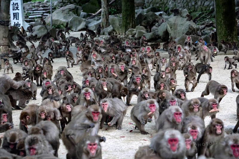 Large group of Japanese macaques feeding outdoors, Beppu, Takasakiya hill, Japan