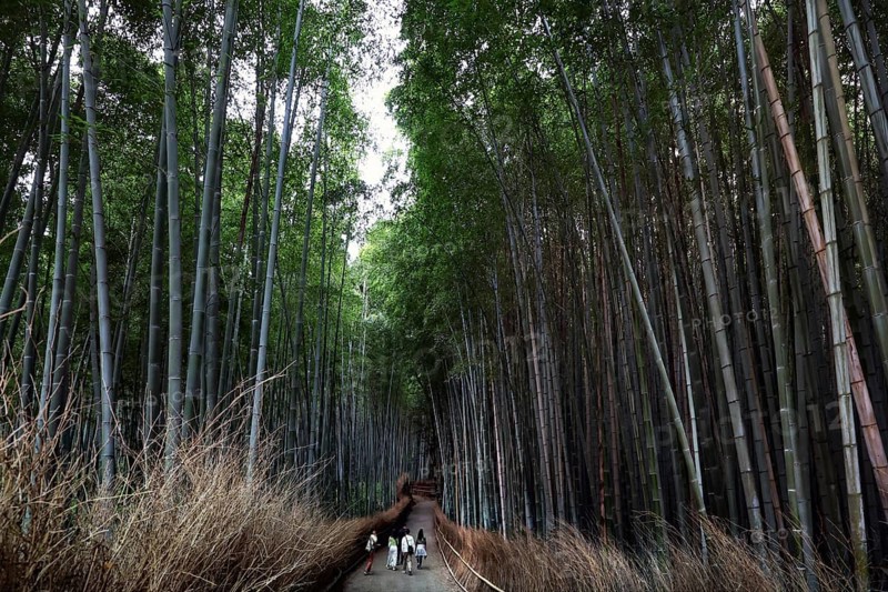 Trail through the impressive bamboo forest of Arashiyama surrounded by nature, Kyoto, Arashiyama, Japan