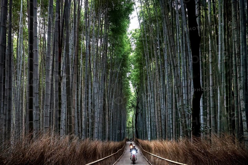 Straight path through the majestic Arashiyama bamboo forest with tall bamboo canes, Kyoto, Arashiyama, Japan