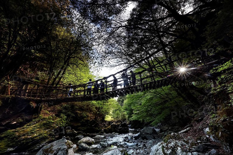 Silhouette above a suspension bridge in a dense forest illuminated by the sun